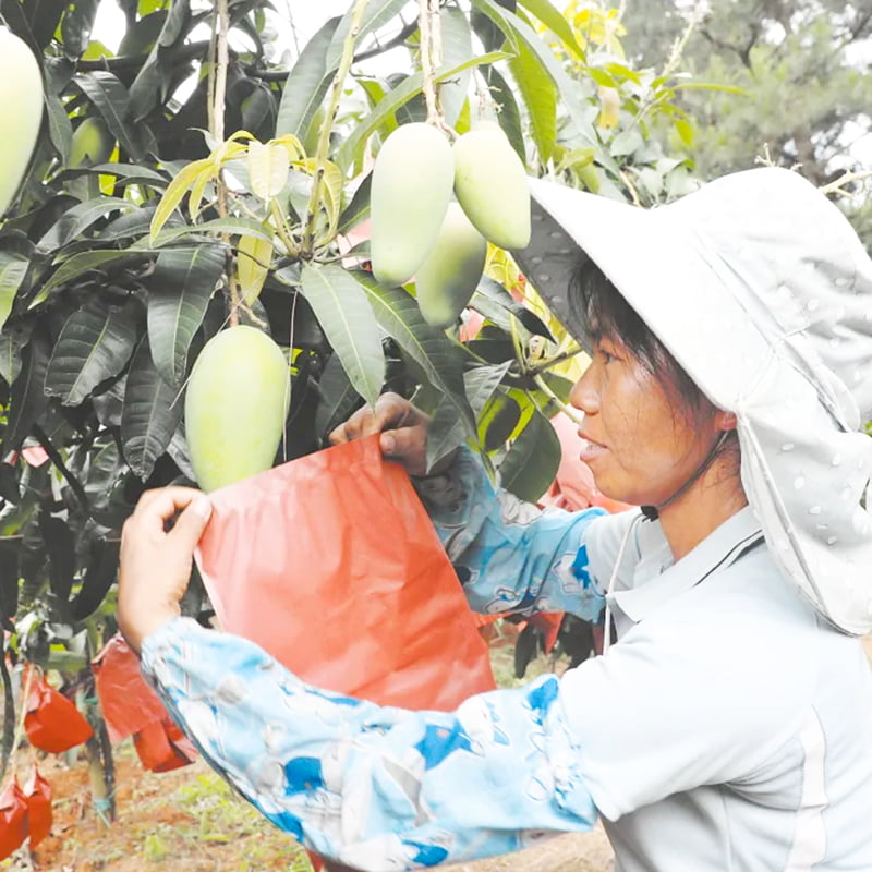 Mango-Schutztasche