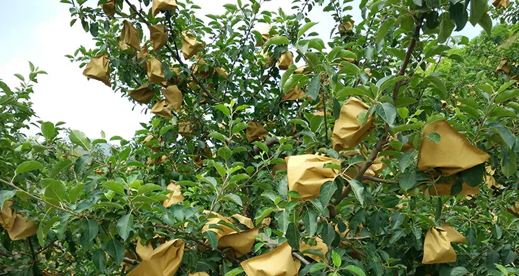 Obstschutzbeutel aus Papier